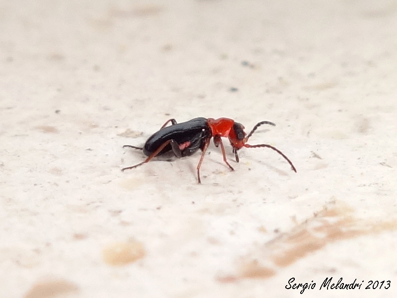 Malachiidae da ID - Troglops sp.